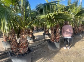 Washingtonia Robusta haromtorzs_170.000_mod